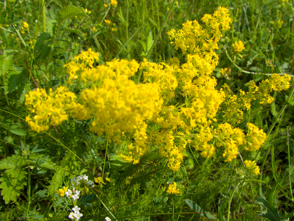Galium verum L.